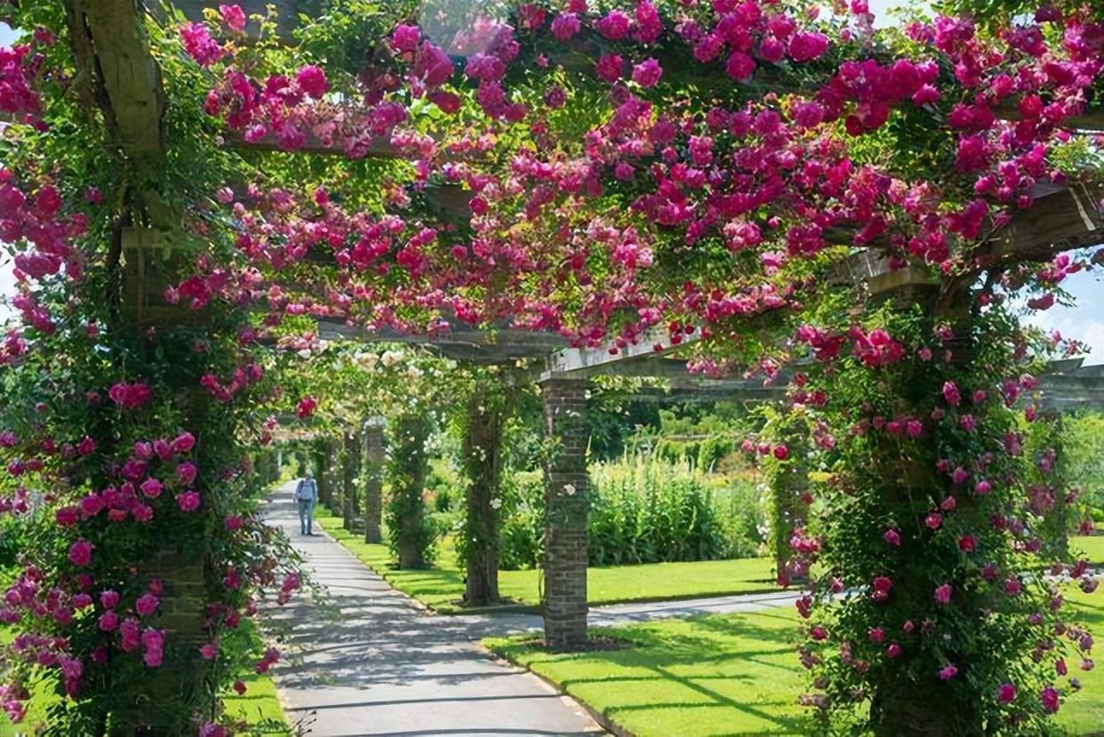这种爬藤月季,长势较旺盛,适合庭院栽培,也可以打造月季花墙