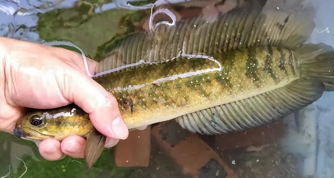 奇怪!男人在山上挖掘,卻挖出一群魚,什麼魚會藏在土裡面?