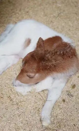 刚出生的小马驹图片图片