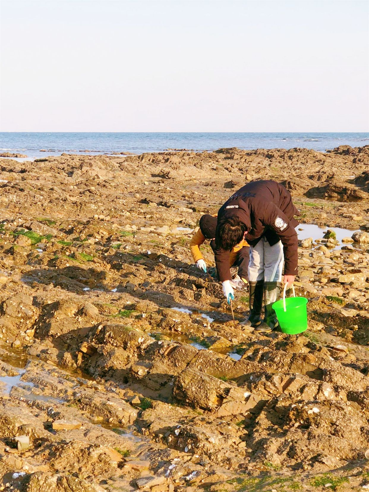 劉家灣趕海園怎麼玩,日照收費趕海地