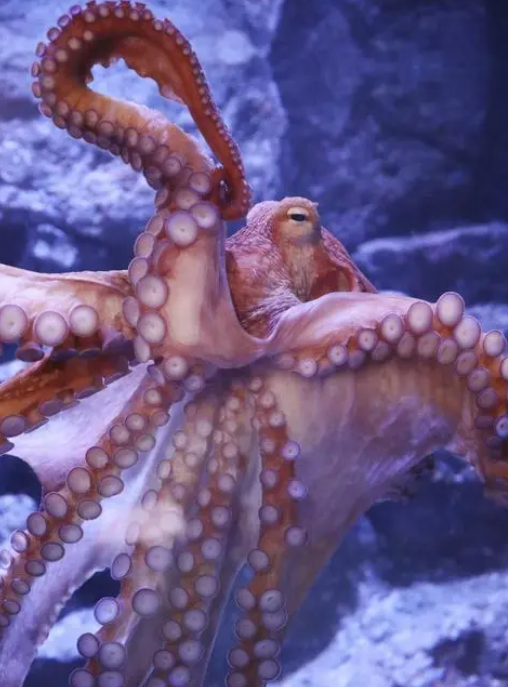 深海中的神奇生物:巨型章鱼的惊人能力和技巧