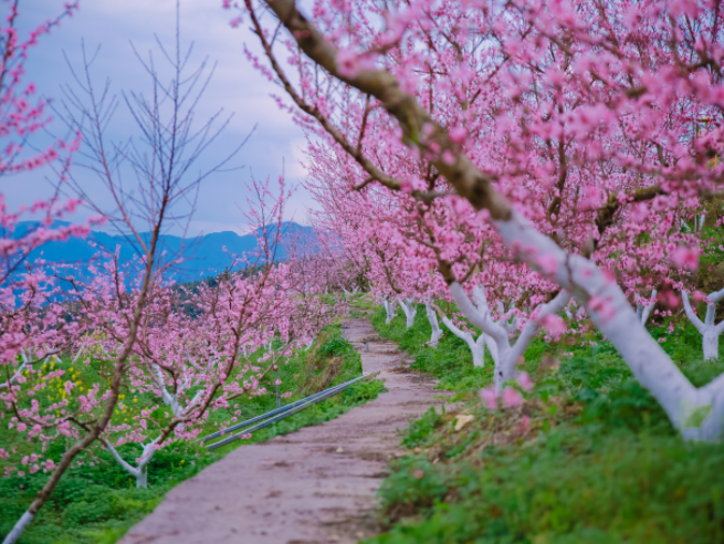 《满庭芳苑》