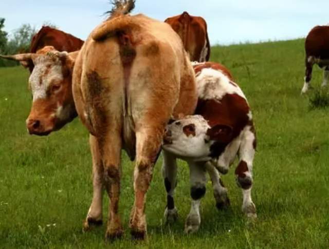 吃奶小牛犊拉稀怎么办?牛犊吃大牛奶拉稀怎么办?本文有完整方案