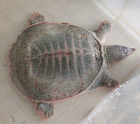 山东男子钓获奇怪甲鱼,全身发白越看越不对劲