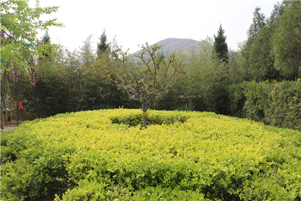 石家庄正定常山陵园墓地分类有哪些?价格多少钱