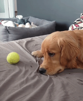 养了只超级懒的小金毛,以为长大后能好点,可结果.