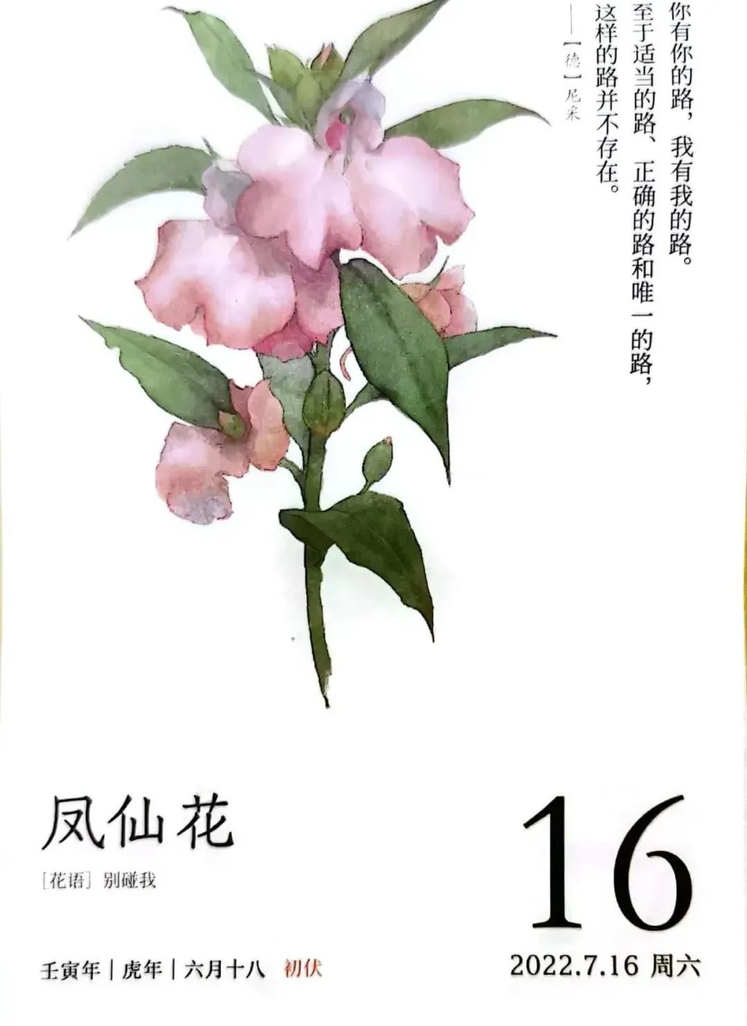 指甲花的学名叫什么（指甲花的别名叫什么） 第29张