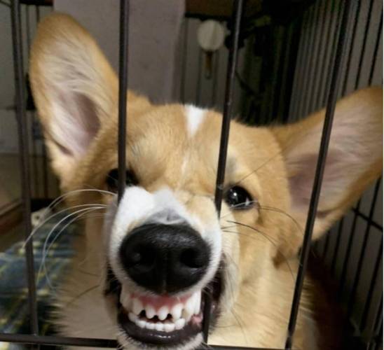 冷知识:和柯基关系再好,也不能这么做!