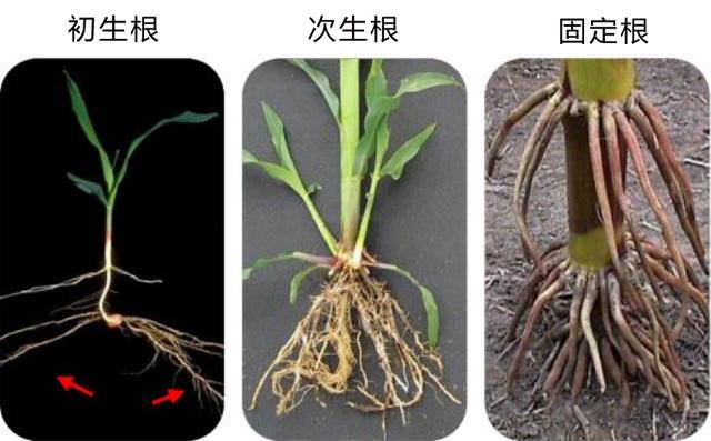 玉米倒伏后怎么办?了解原因及时补救不减产
