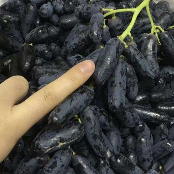 栽上几株这种果苗,香甜美味,产量也不错,送亲朋好友或出售都可