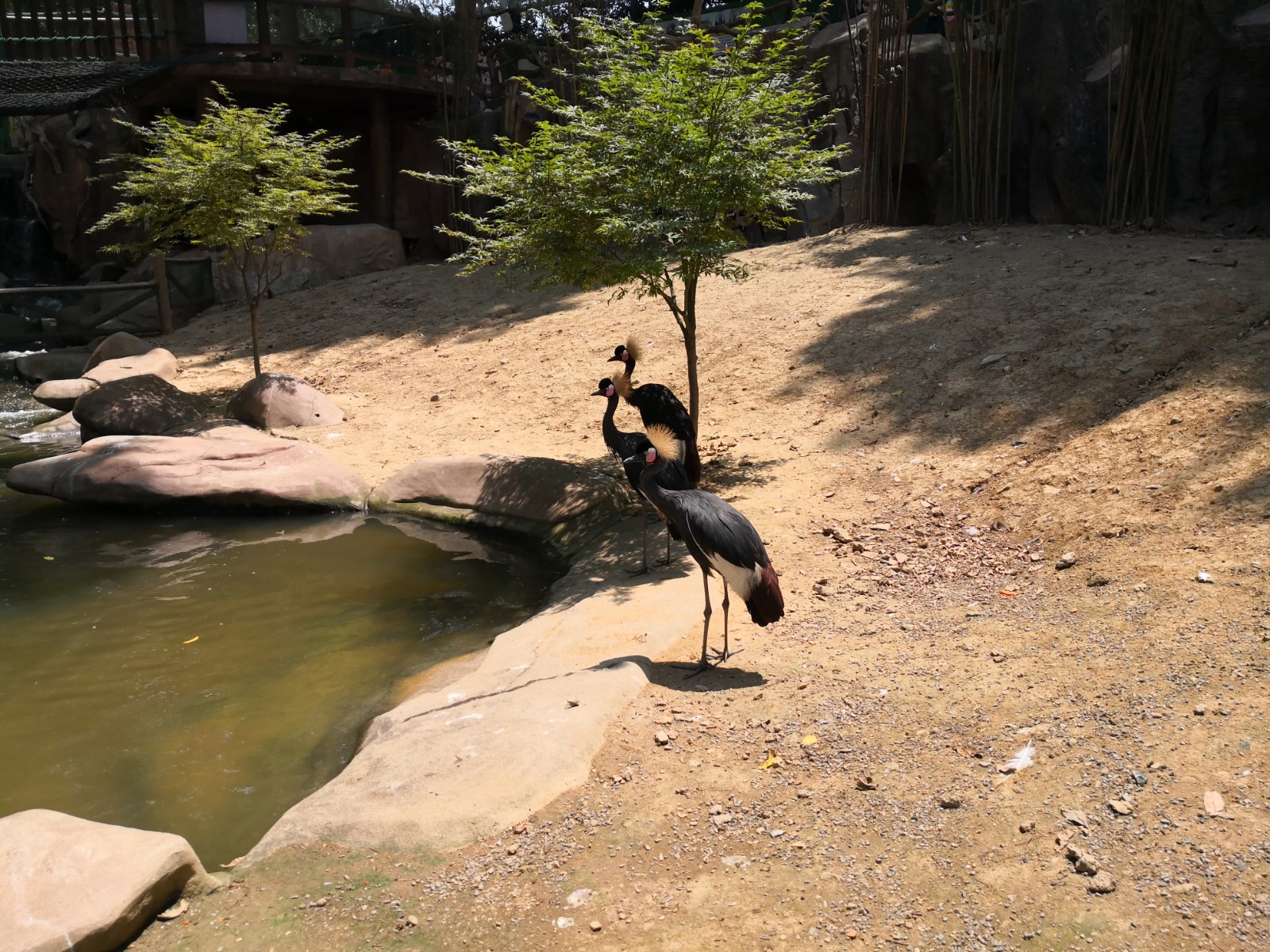 武汉东湖飞鸟世界之风情
