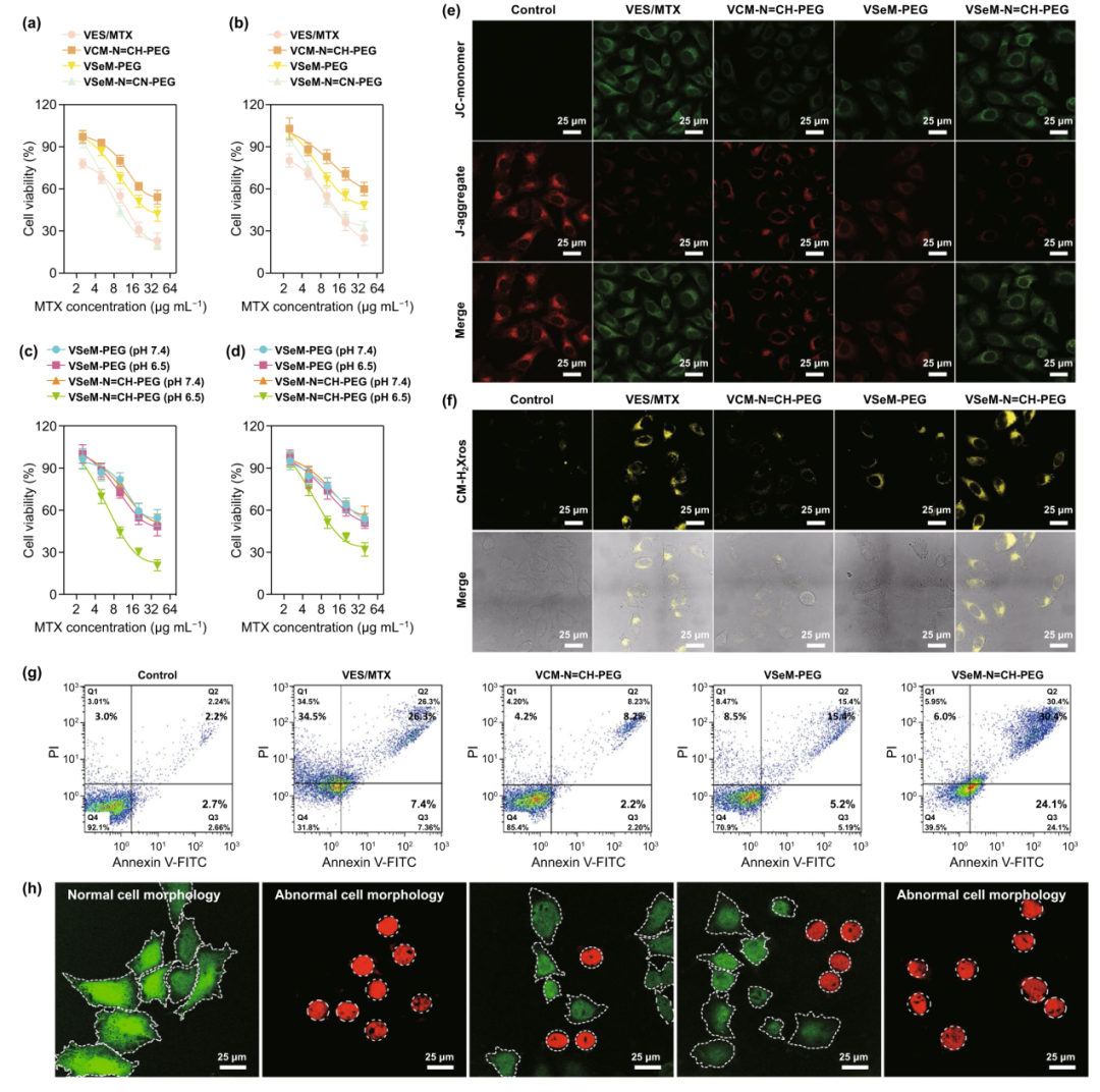 自靶向激活和ros循环放大实现肿瘤的氧化-化疗协同治疗