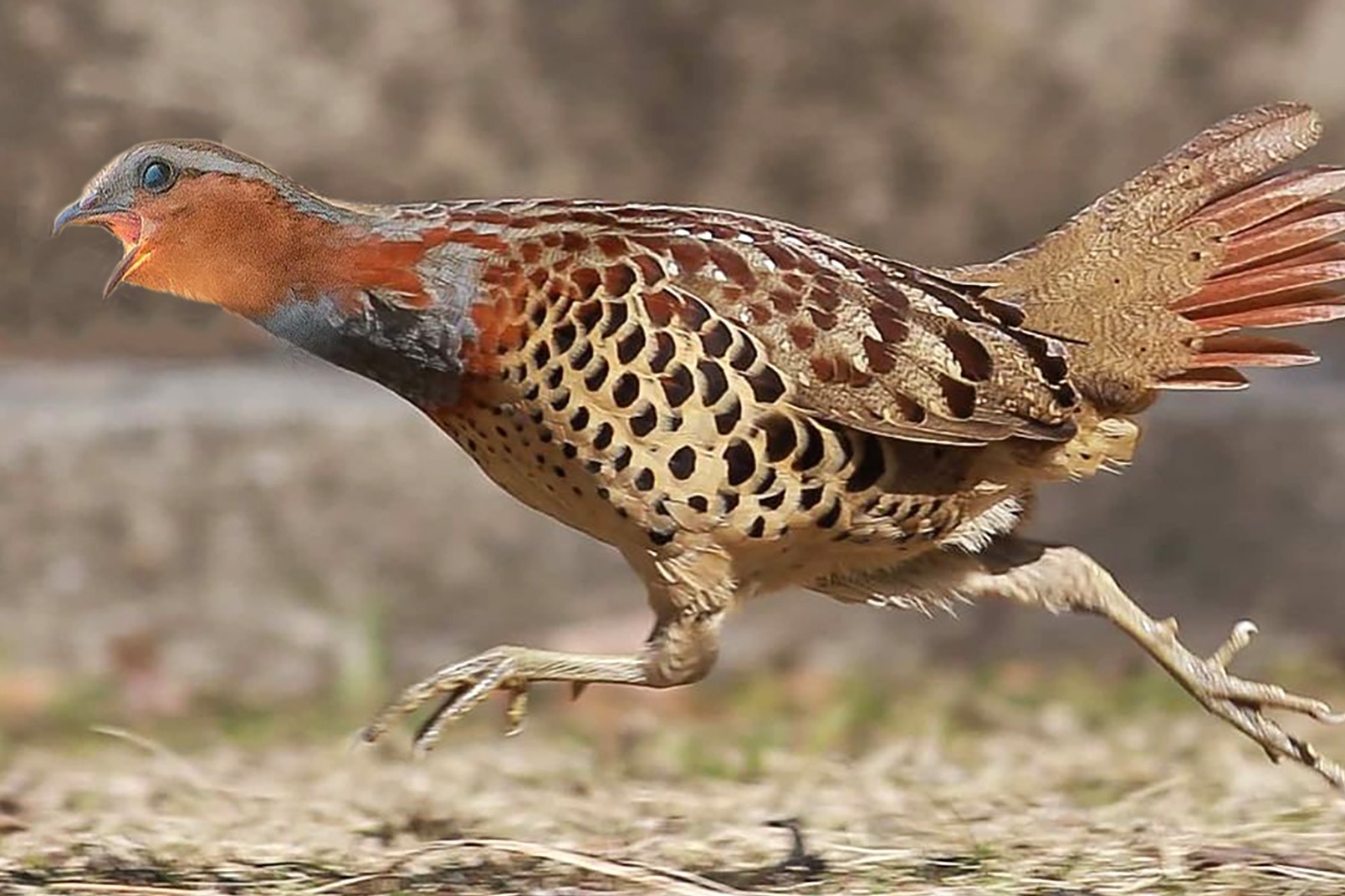 张学良被困阳明洞,救了只竹鸡作伴,可没多久,却悲伤地放了竹鸡