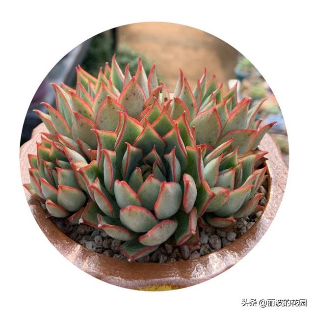 宝莲灯多肉植物,比较少见的品种,又叫玫瑰船长