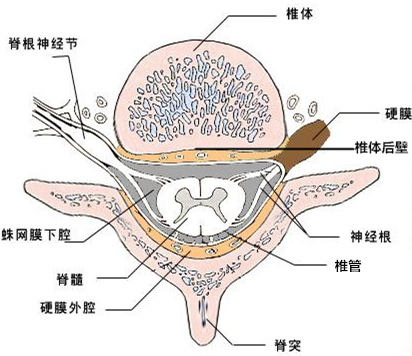 椎管结构横截面图图片