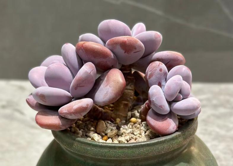 多肉中的"2只兔"——粉兔跟雪兔,养好了一个粉一个白超可爱!