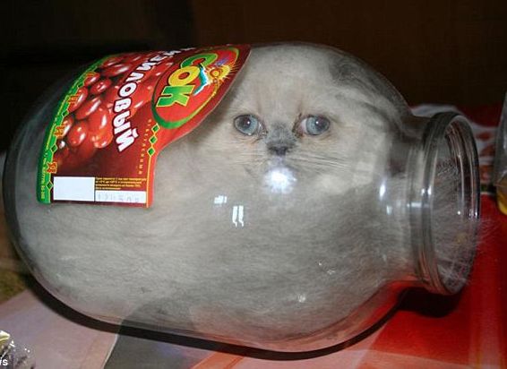 猫咪奇怪睡姿你见过几种?这样睡才是真的信任你,铲屎官一定要懂