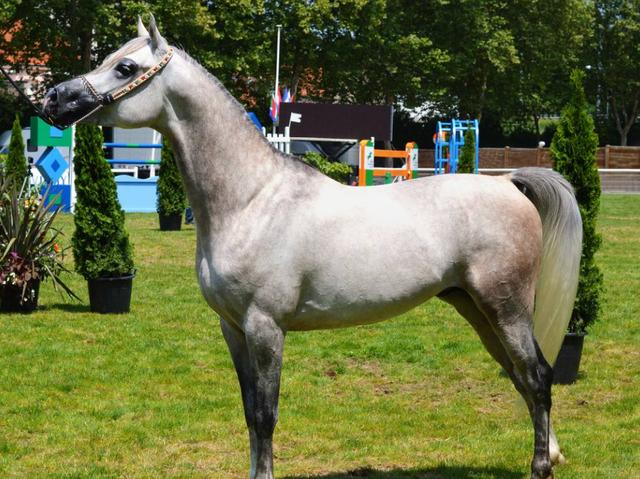 阿拉伯马的高贵地位:欧洲建设骑兵的参考蓝本,世界的通用武器