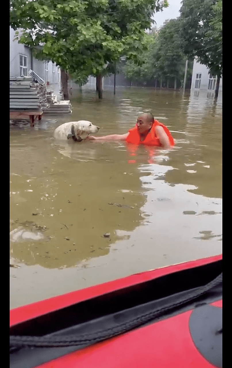 狗狗站在洪水中被泡了3天,主人来接它竟没反应,以