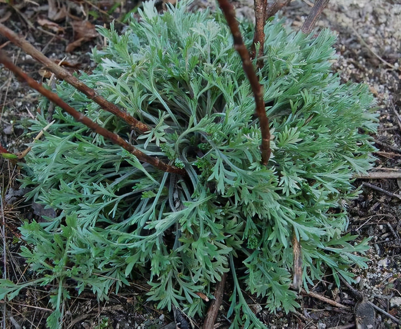 开春就能吃的4种野菜