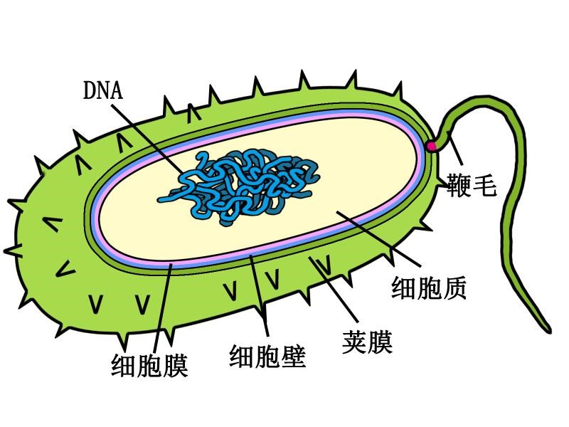 螺形菌手绘图图片