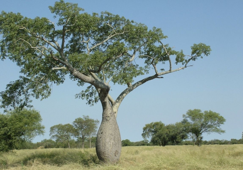 泰国的神奇树木"女人树",当地居民无人敢吃,是谣言吗
