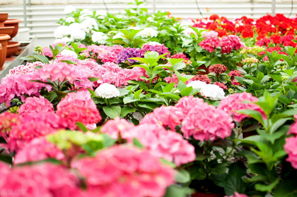 每日一花:绣球花——希望,浪漫与美满,耐阴,花簇大,花色可调