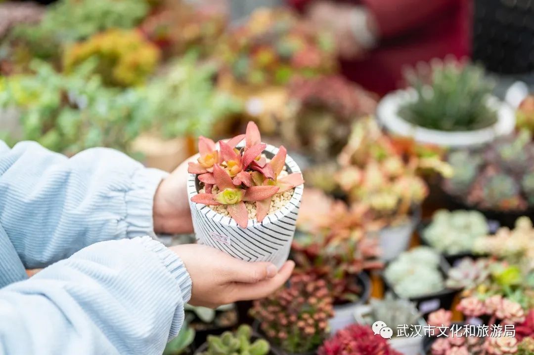 春节倒计时一站式买花去哪儿