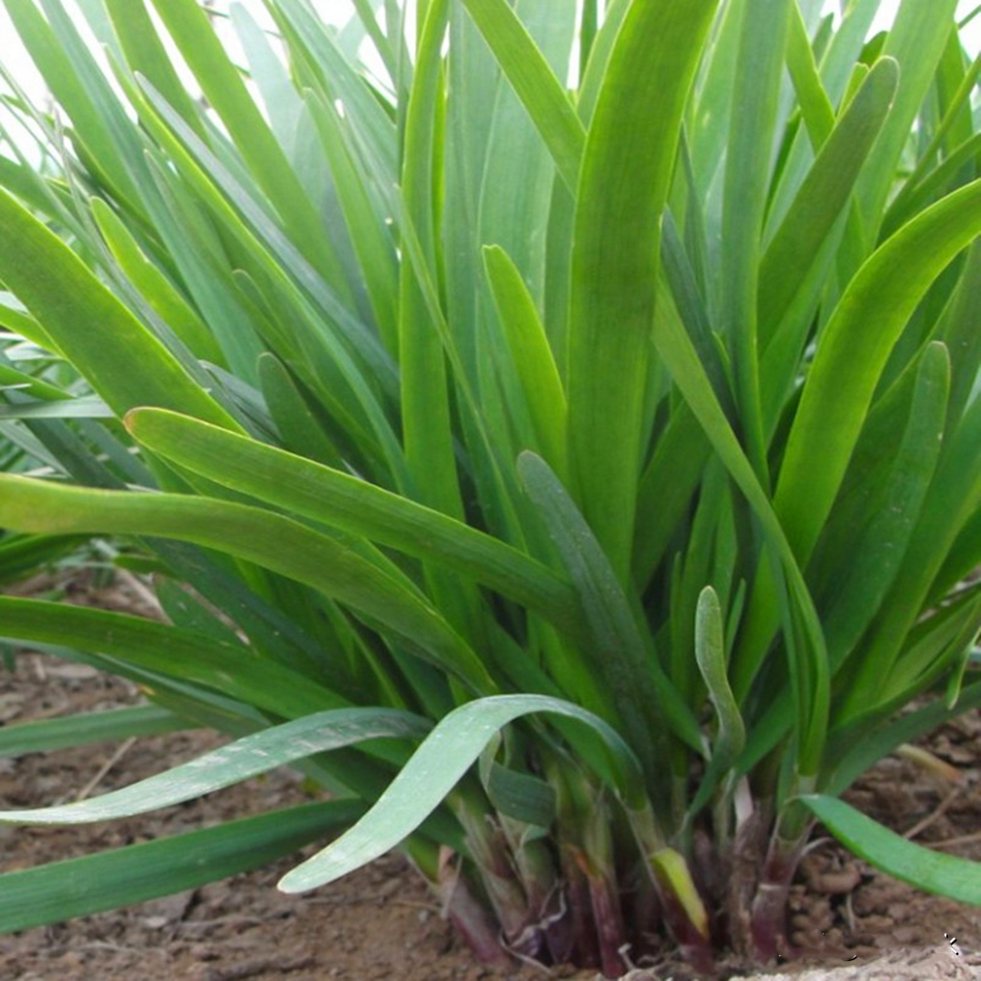 韭菜根移栽产量高,什么时候移栽?如何移栽?