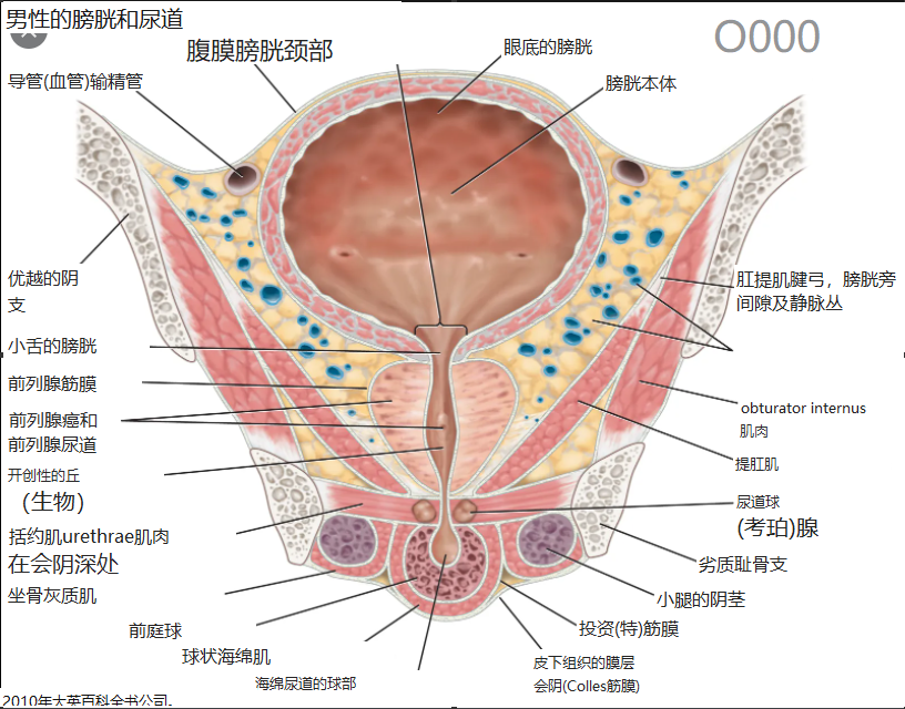 尿道膜部图片