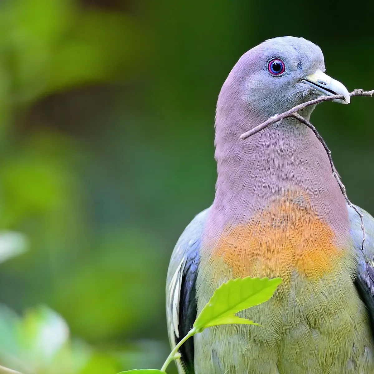 罕见的红颈绿鸠,飞入寻常百姓家,成功孵出小鸟