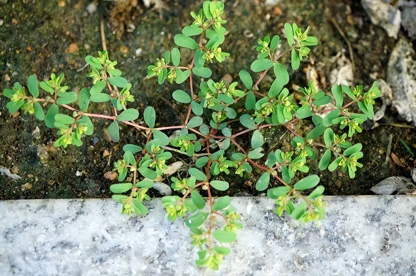 趴地而生的野草,叫它红头绳,地锦草,红丝草,价值知道多少?