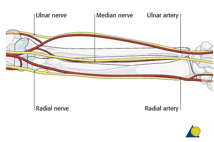 radialartery图片