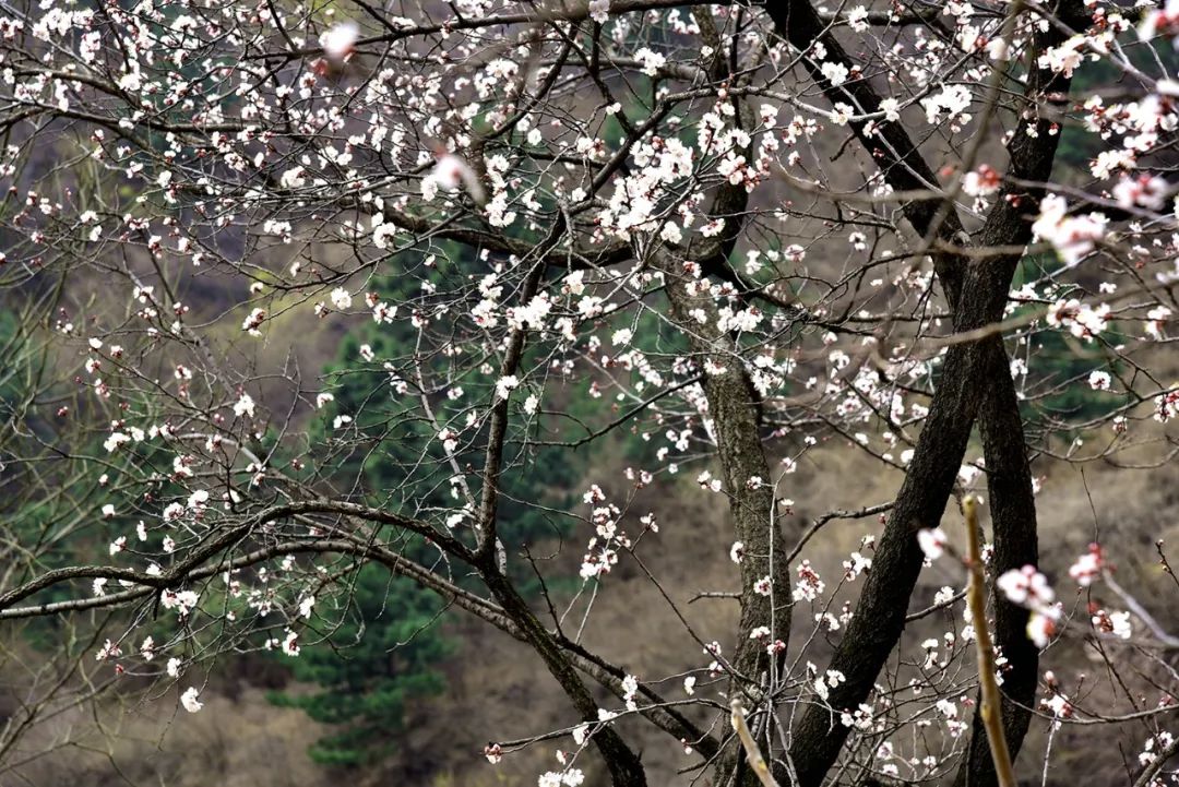 图说长治丨平顺县:花园村里春光好