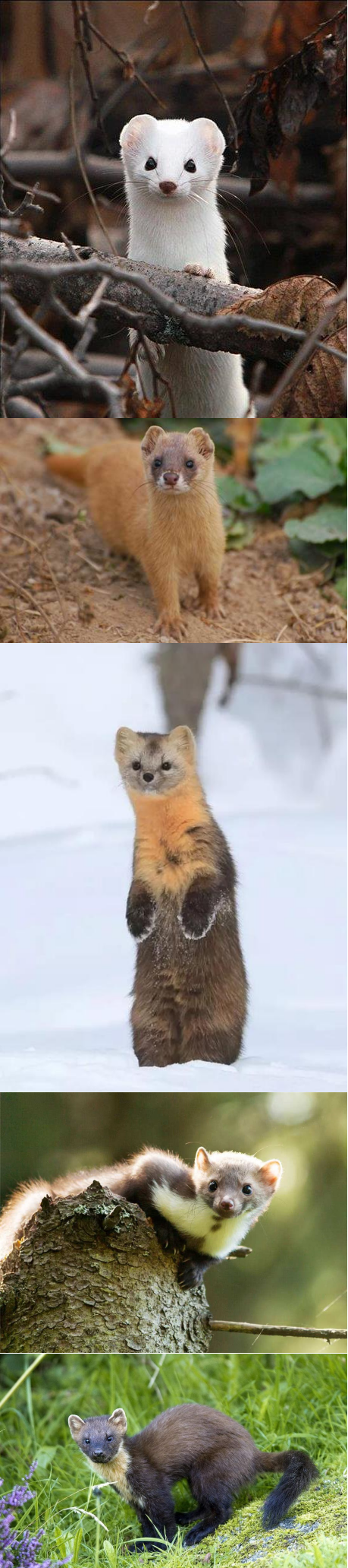 从上往下分别为白鼬,黄大仙,紫貂,石貂,松貂,分得清不,我已经开始迷茫