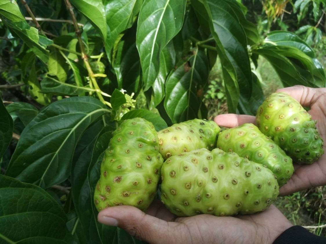 吃諾麗果有什麼好處?