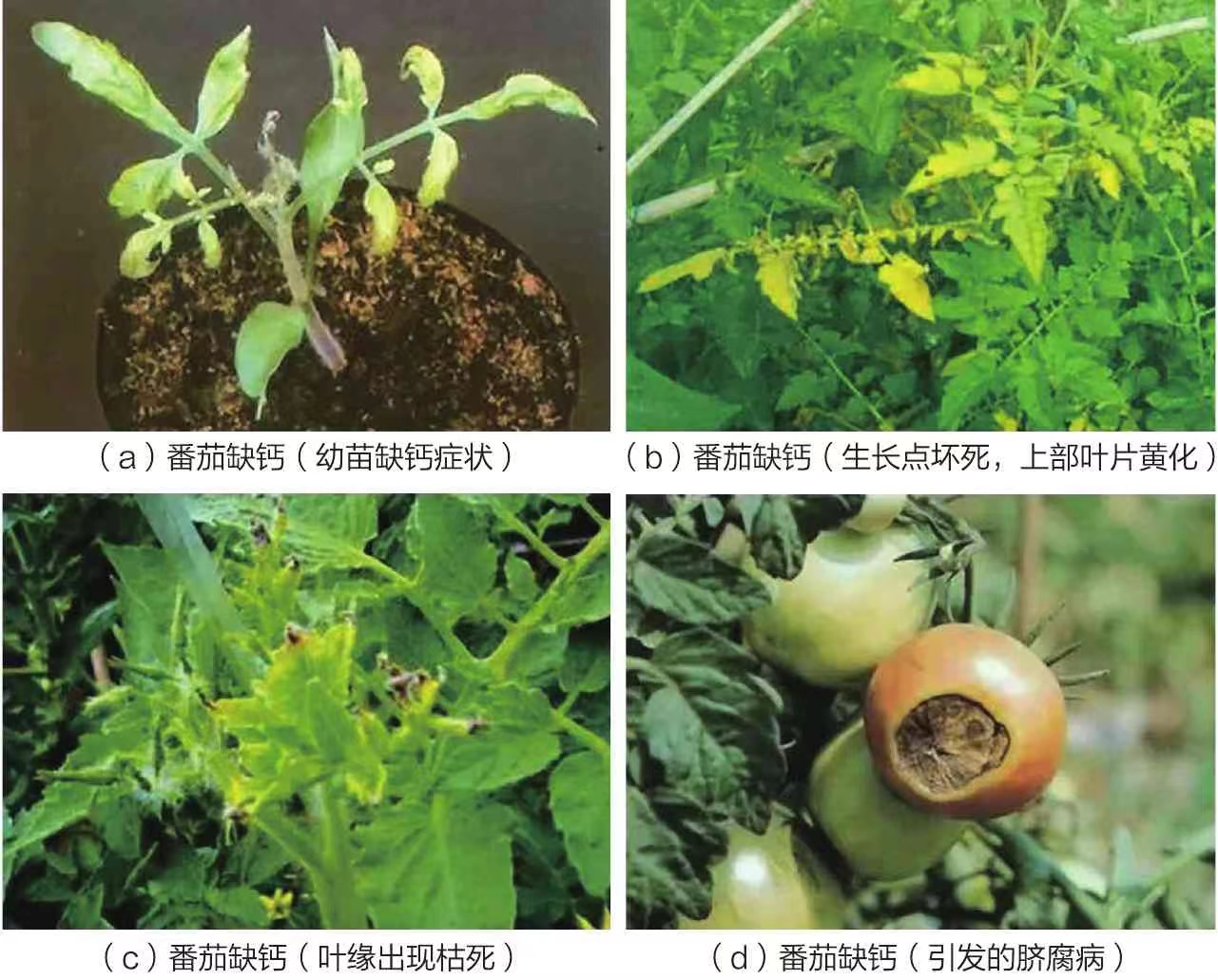 番茄植株,缺钙生长受阻,矮小瘦弱,怎样防治?教你4个小技巧