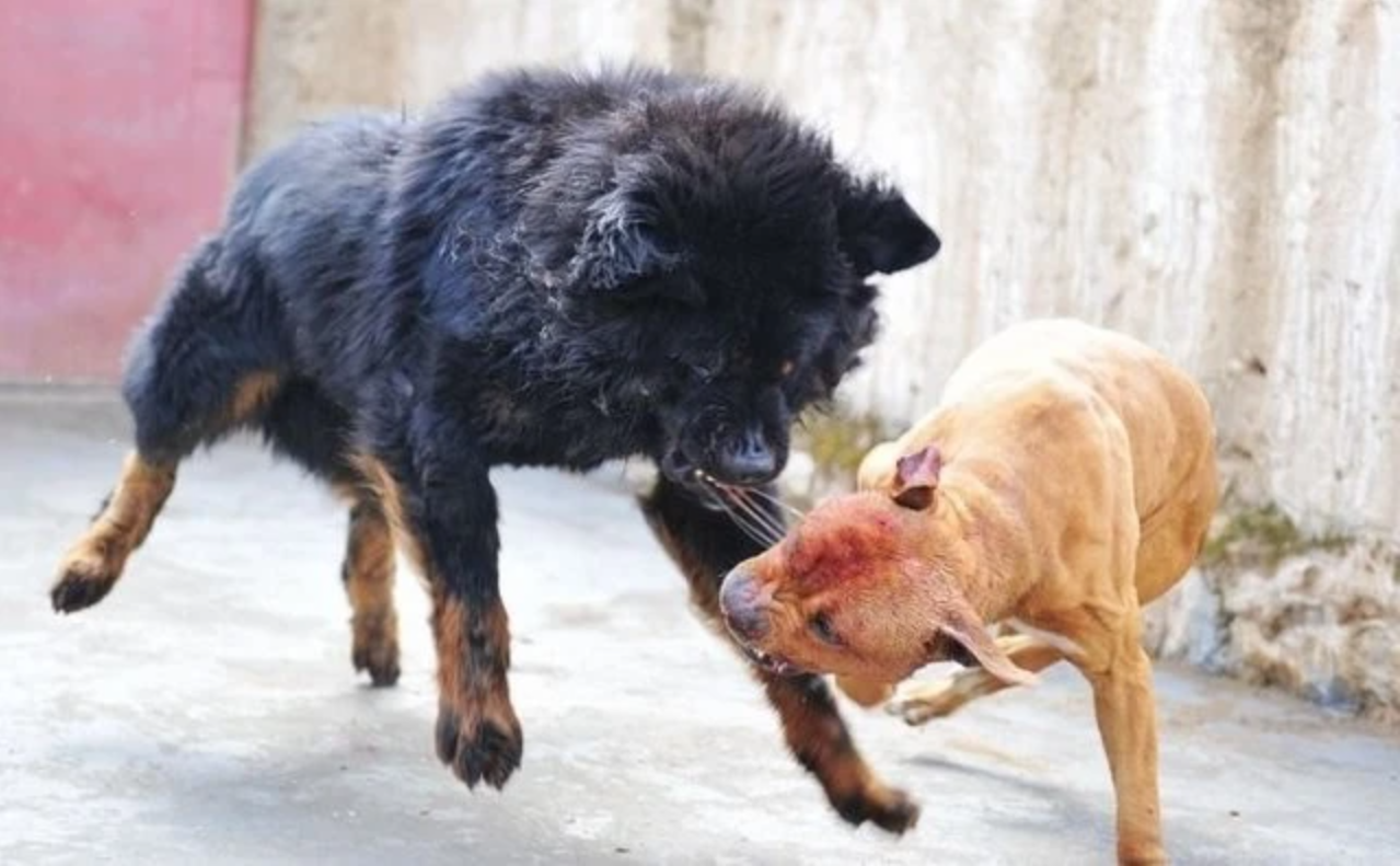 藏獒忠心为何咬死主人图片