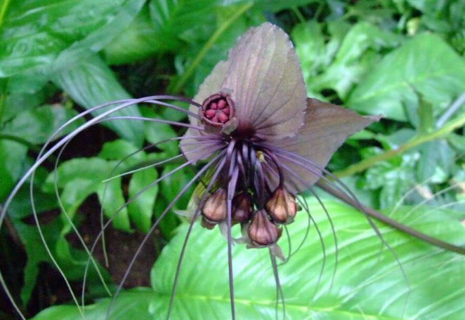 蒟蒻是什么植物?
