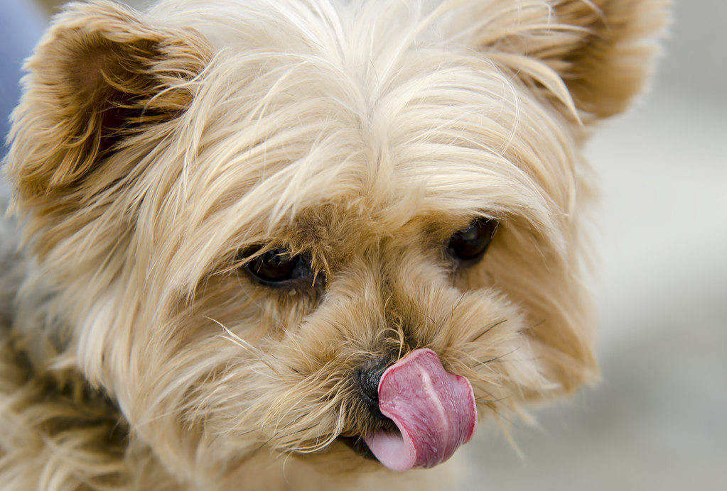 狗狗吐舌头有6个"大作用",看看你能知道几个?