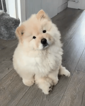 狗狗"歪头杀"有什么含义?你都想不到有这些!