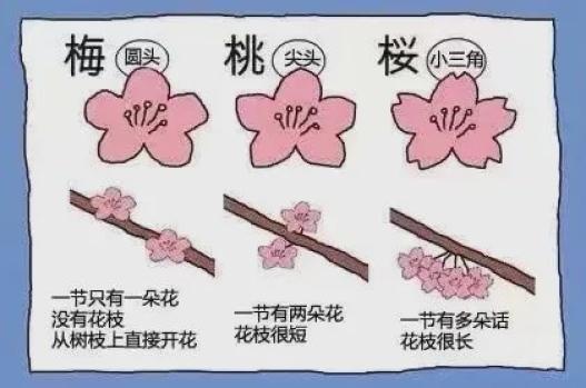 一张图帮你分清,梅花桃花樱花的区别