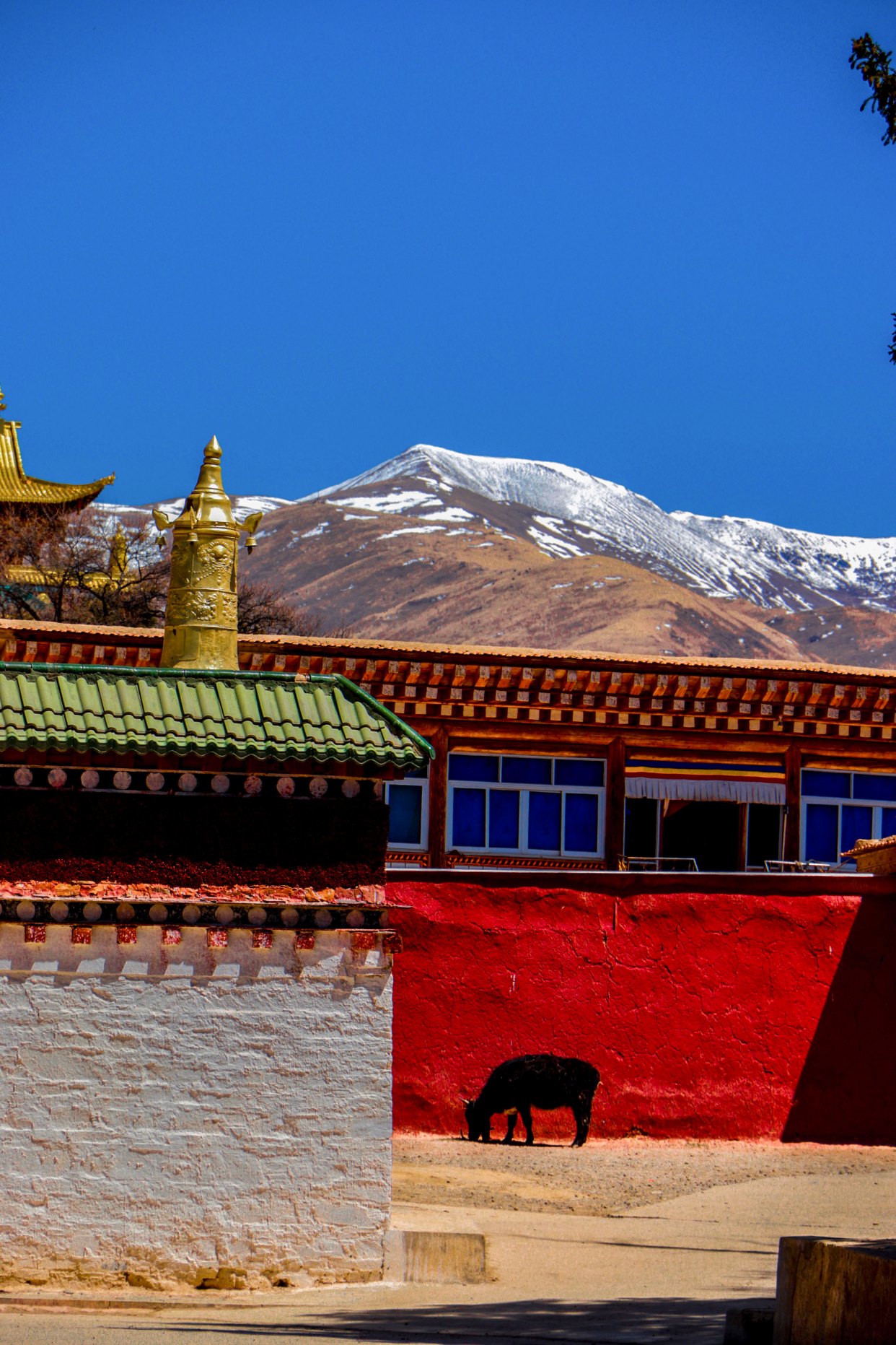 世界最大佛学院重新开放最全攻略串联川西魔兽世界藏传佛教