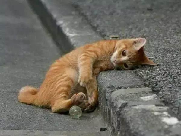 猫咪只要度过这5个"寿命劫,基本就是长寿猫了!