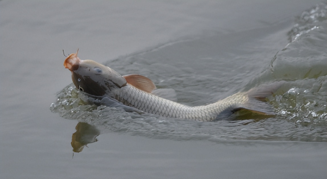秋季野钓大鱼,5个技巧助你不空军