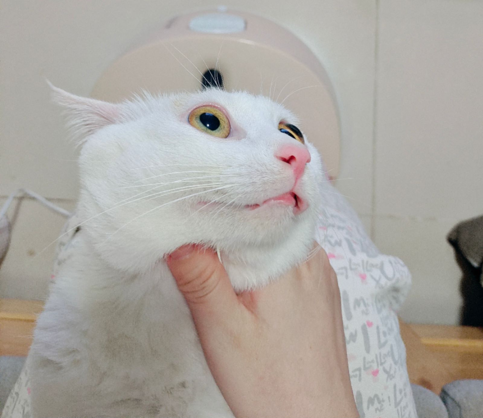 关于字母圈猫奴有什么特点的介绍