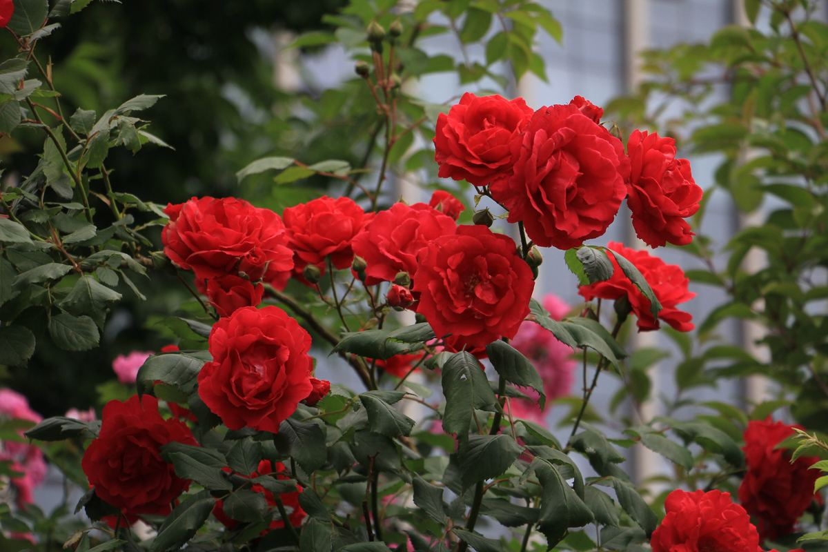 月季到了秋天开始"欢腾",要抓好施时机,花苞才能砰砰冒不停