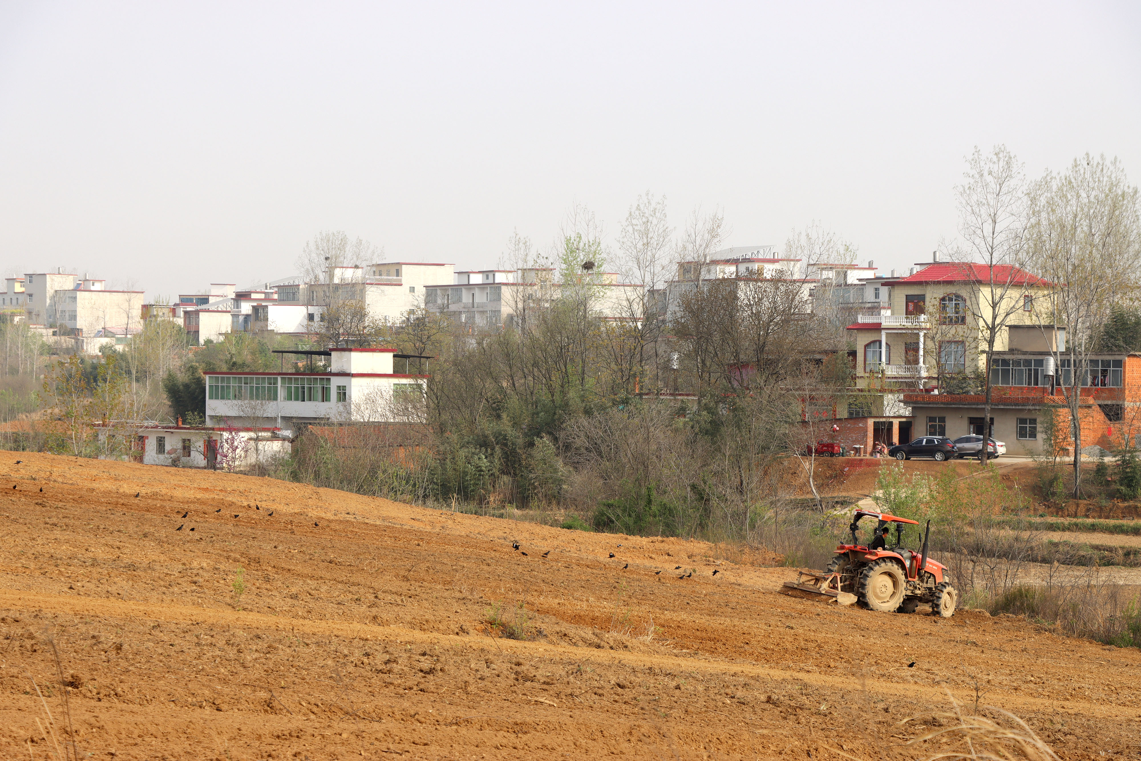 商城县上石桥镇:种植小艾草 发展大产业