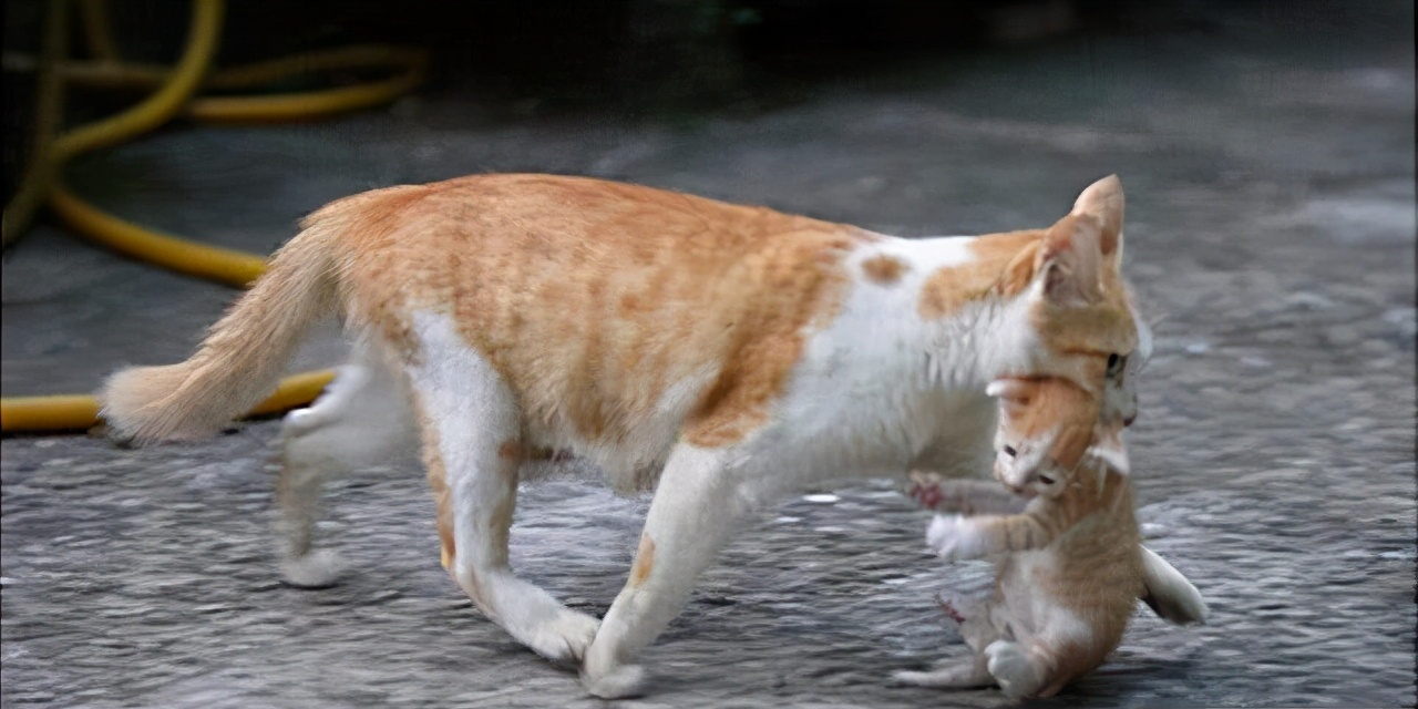 母猫把幼崽"叼"给主人,原来是这些原因