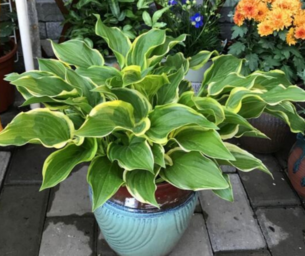 8种耐阴花卉,适合室内养,没有光照也开花